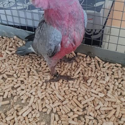 AGRIZOO Bra CN 47
