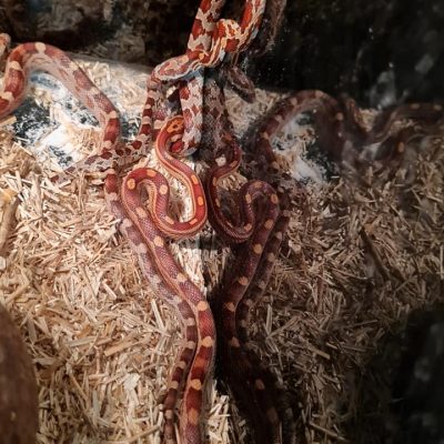 AGRIZOO Bra CN 77